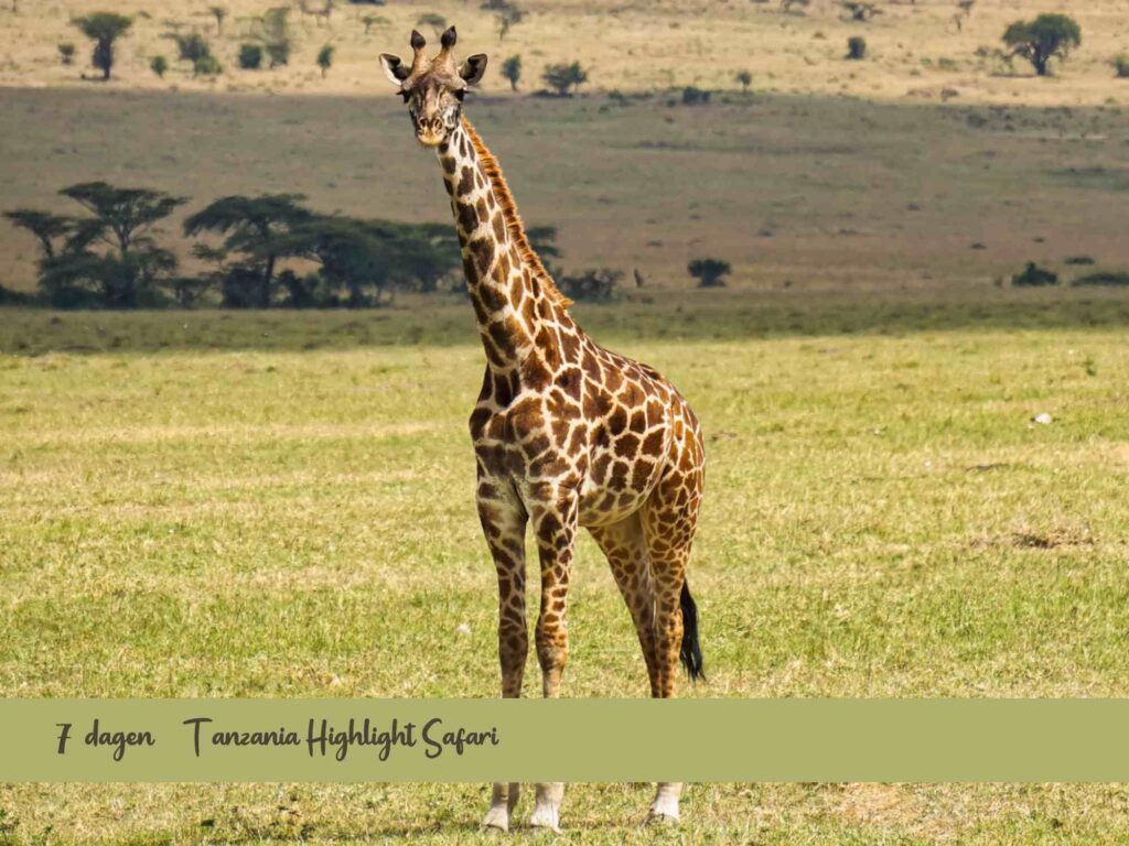Inspiratiereis Tanzania safari highlights