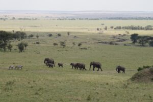 Dieren: Kudde olifanten met zeebra