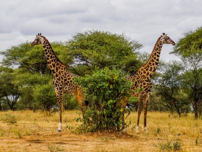 1. Hoogtepunten Tanzania