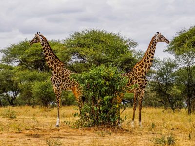 1. Hoogtepunten Tanzania