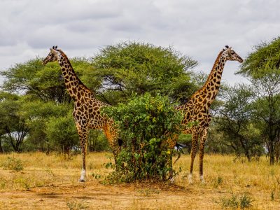 1. Hoogtepunten Tanzania