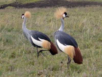 Dieren: Grijze kroonkraanvogel