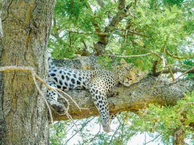 2. prive safari