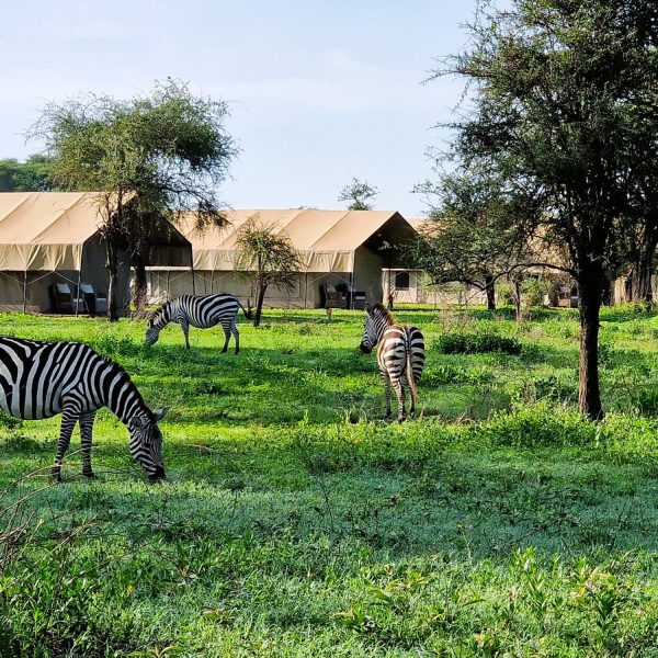 AS South Serengeti - foto 3