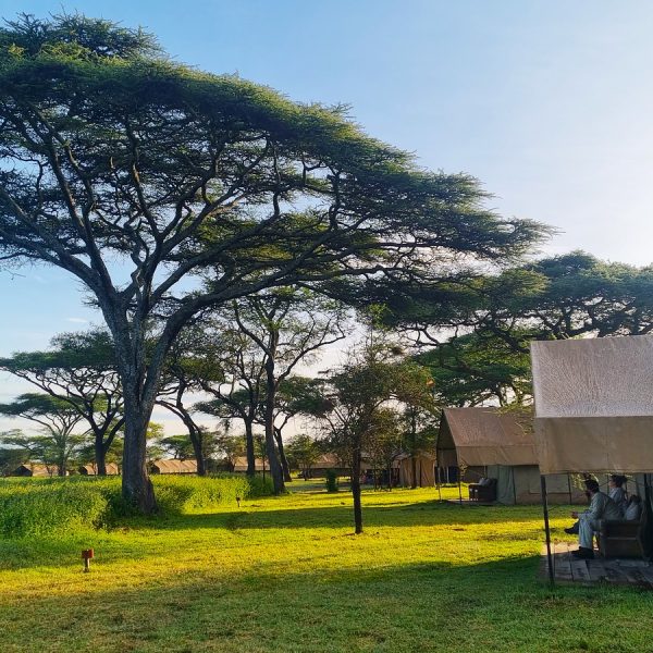 AS South Serengeti - foto 5