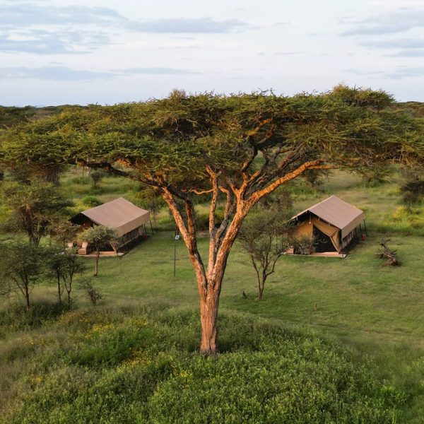 AS South Serengeti headerbeeld