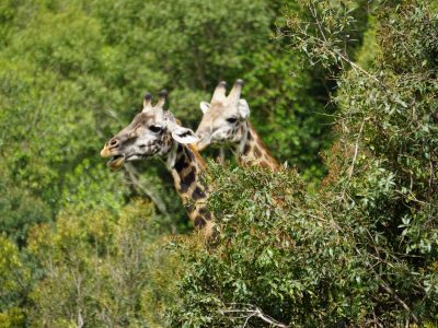Dieren: Giraffen