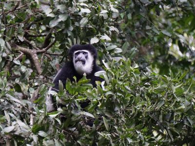 Dieren: zwart-witte franjeaap