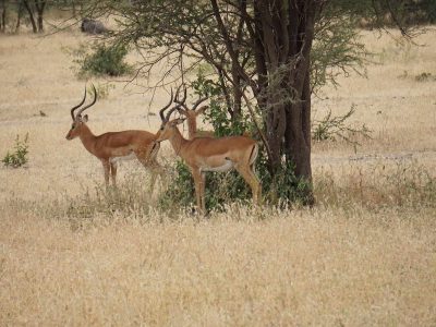 Dieren: Gazelles