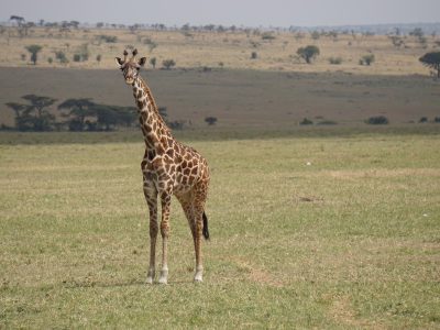 Dieren: Giraf