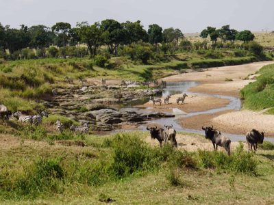 Dieren: Zebraโs en gnoes