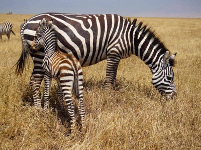 Dieren: Zebra met jong