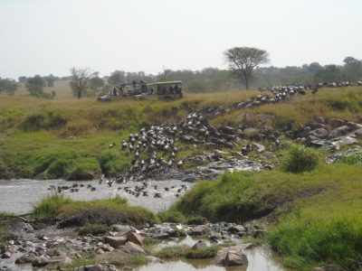 Dieren: River-crossing Mara river
