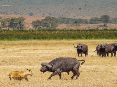 Leeuw en buffel in Ngorongoro Krater