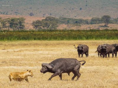 Leeuw en buffel in Ngorongoro Krater