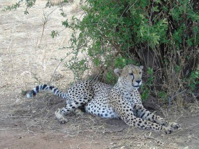 Dieren: jaguar in de schaduw