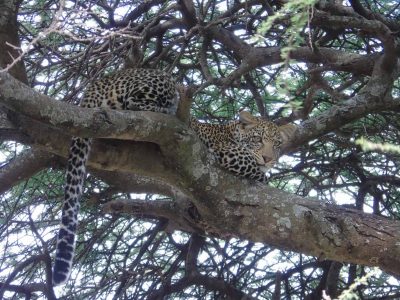 Dieren: jaguar in de boom