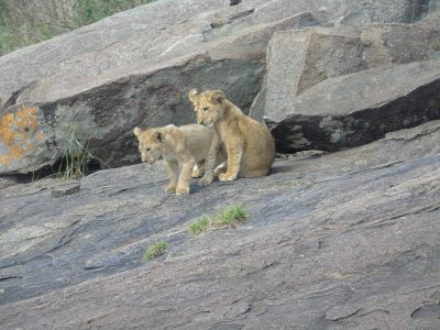 Dieren: leeuwen welp