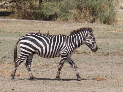 Dieren: Zebra met vogels