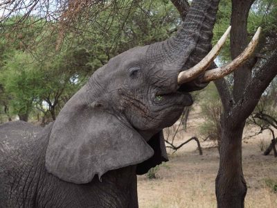 Dieren: olifant