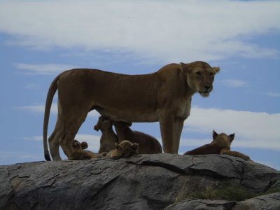 Dieren: leeuwen met welpjes