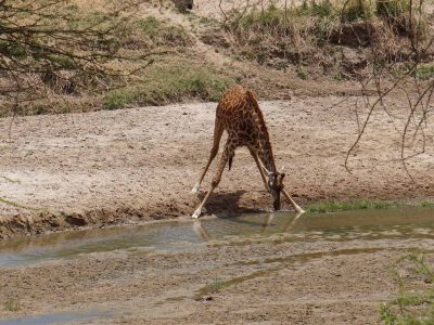 Dieren: Giraf aan het drinken