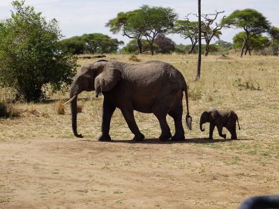 Dieren: olifant met kalf
