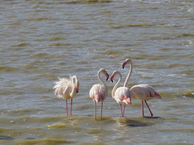 Dieren: Flamingo's