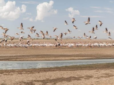 Great-White-Pelican-at-Lake-Eyasi-Easy-Travel-Tanzania-scaled