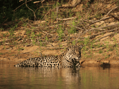 Jaguar