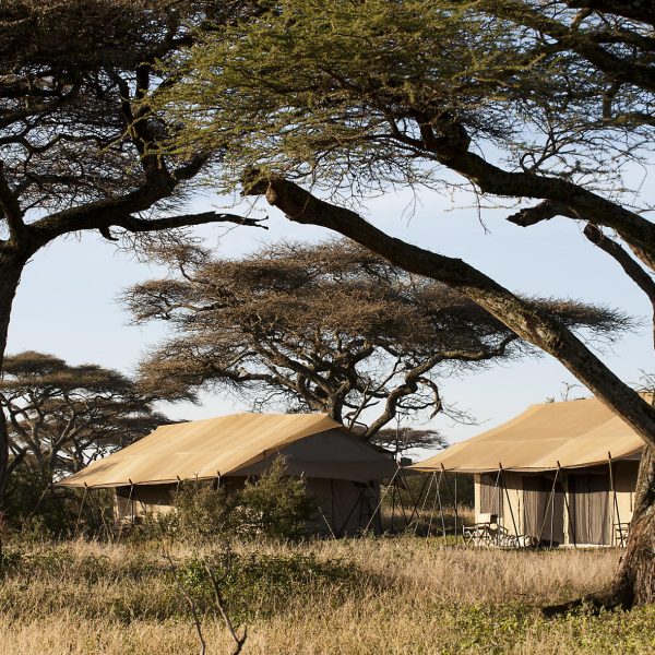 Ndutu Under Canvas headerbeeld