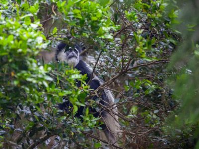 RAU_forest_colobus