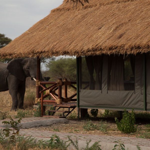Tarangire Simba 1