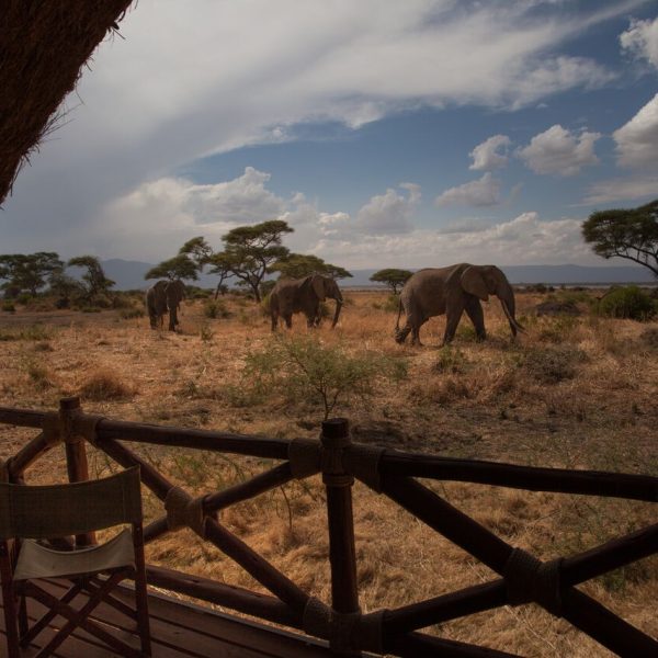 Tarangire Simba 5