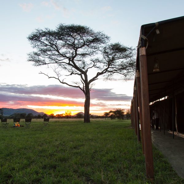 ThornTree headerbeeld