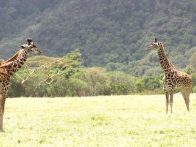 arusha_national_park-istock-185298162