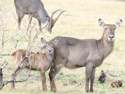 arusha_national_park-shutterstock-97307279