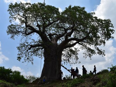 majestic-baobabs