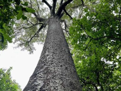 rau forest boom