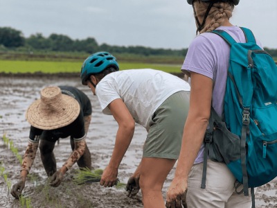 rau forest ricefields